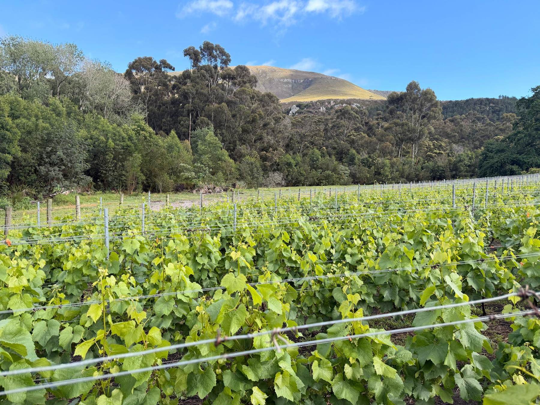 Young vines below the mountain in the Hemel-en-Aarde valley